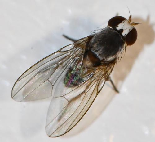 Leucophenga maculata